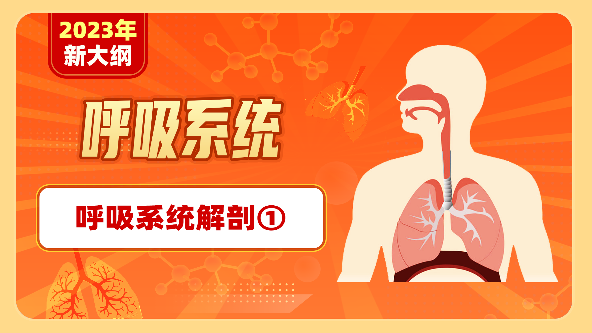 【2023年新大纲】呼吸系统-呼吸系统解剖①