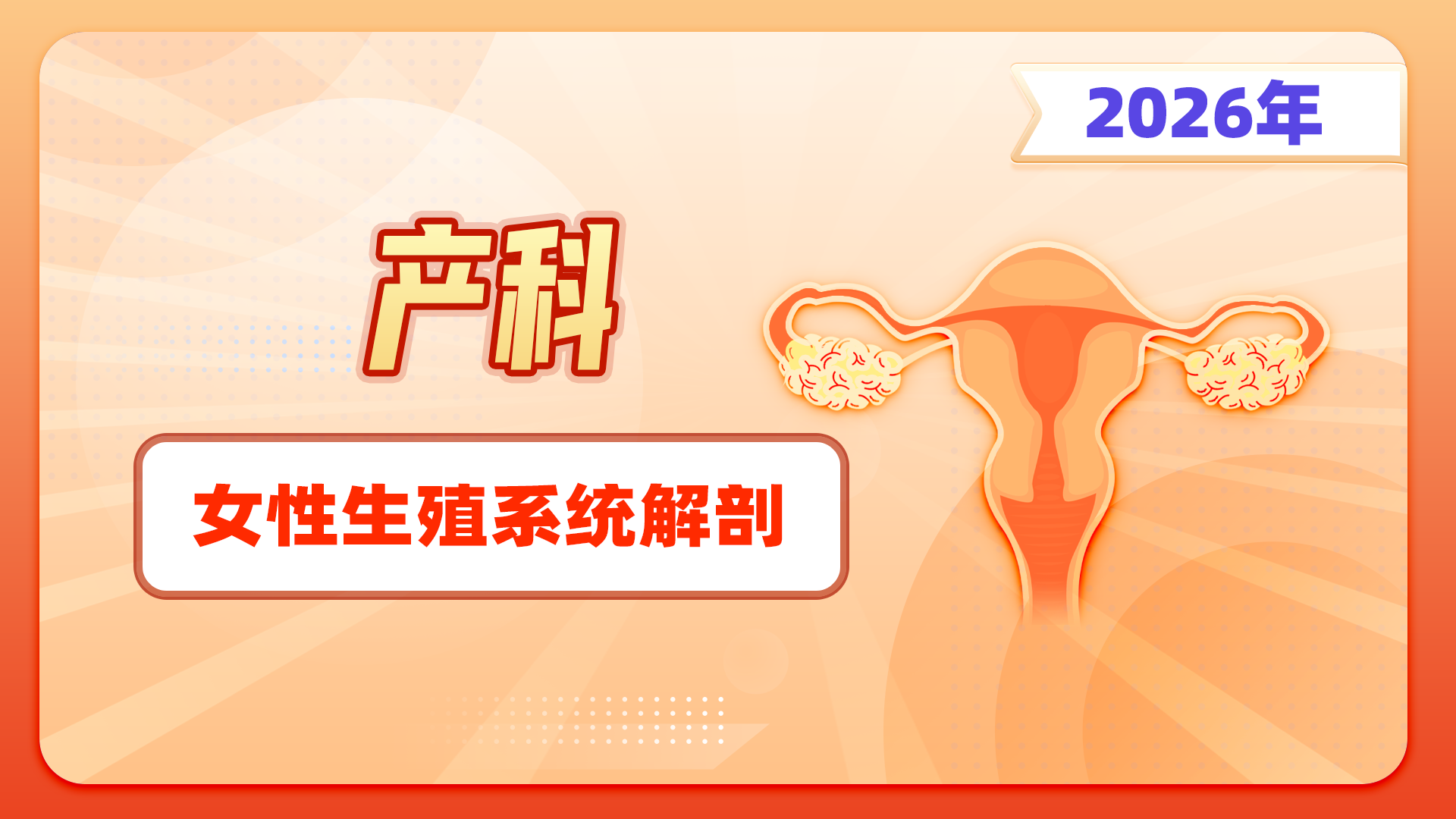 【2026产科】女性生殖系统解剖